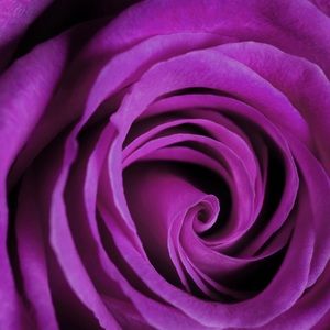 Meet your Posher, Char